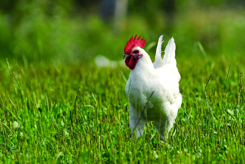 The Bresse chicken has earned the AOC label for its high-quality meat.