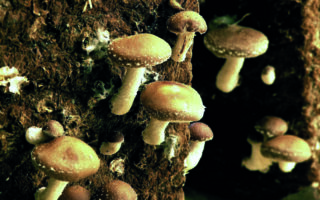 Inside the Loire Valley’s underground mushroom caves