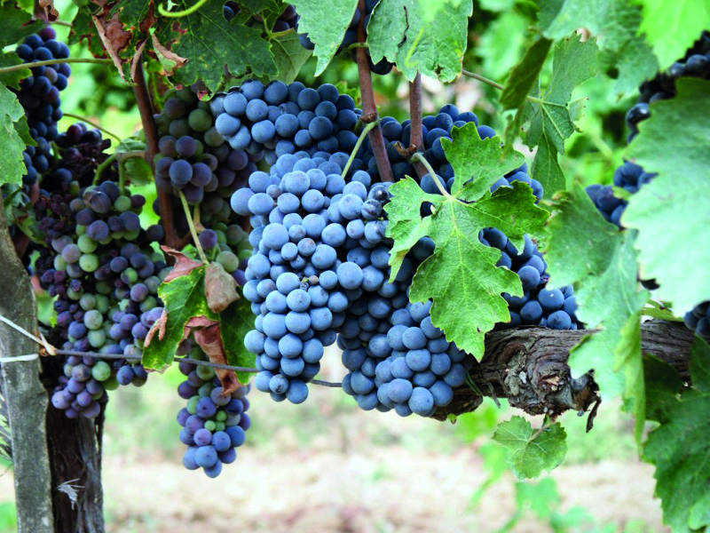 Nielluccio is one of the most prolific grape varieties on the island.