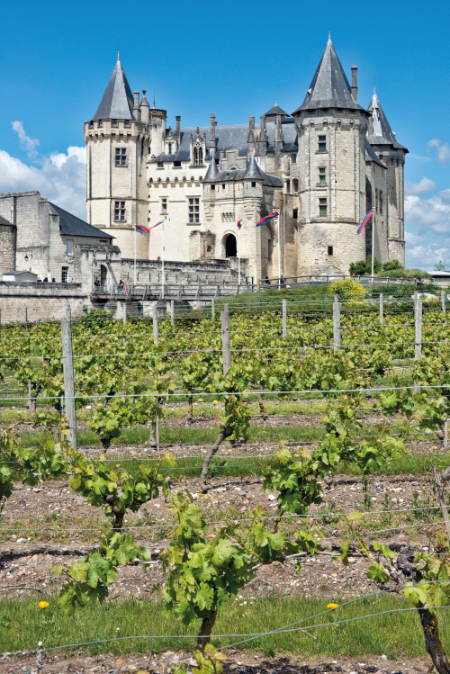 Vineyards abound in the Pays de la Loire. 