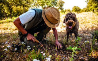 Provence’s summer truffle is on the rise