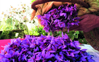 Red gold: reviving the ancient craft of saffron-growing in Tarn