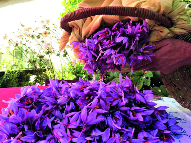 Red gold: reviving the ancient craft of saffron-growing in Tarn