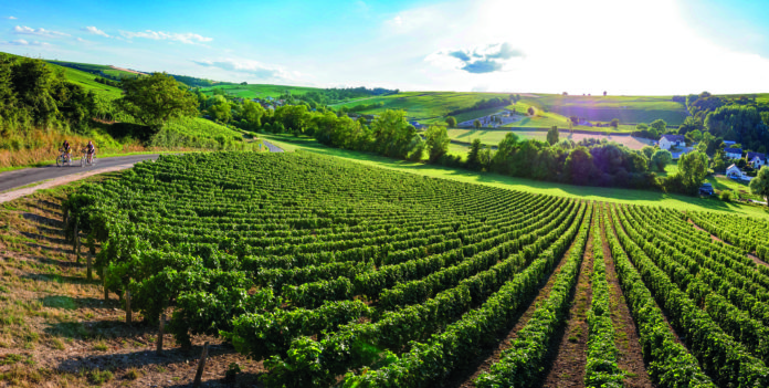 A vineyard in France where Sancerre wine is produced