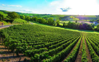 Taste test: Sancerre