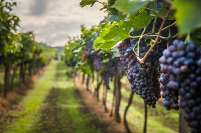 Taste test: Beaujolais