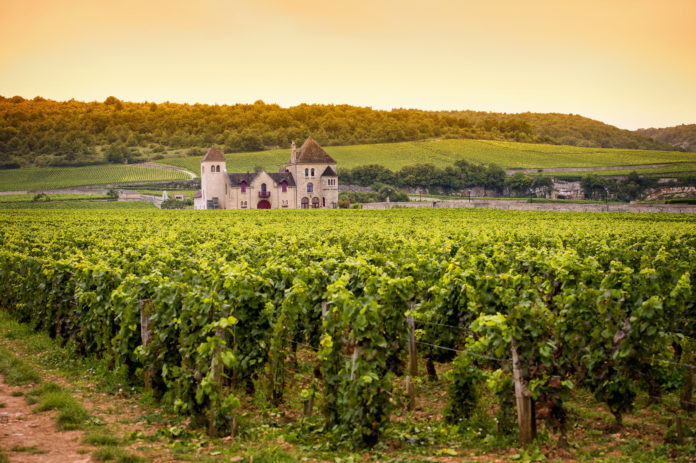 Vineyard with a castle in the background in Burgundy