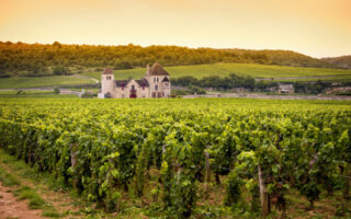 Taste test: wines of Burgundy