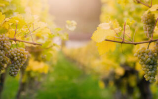 Taste test: white Burgundy