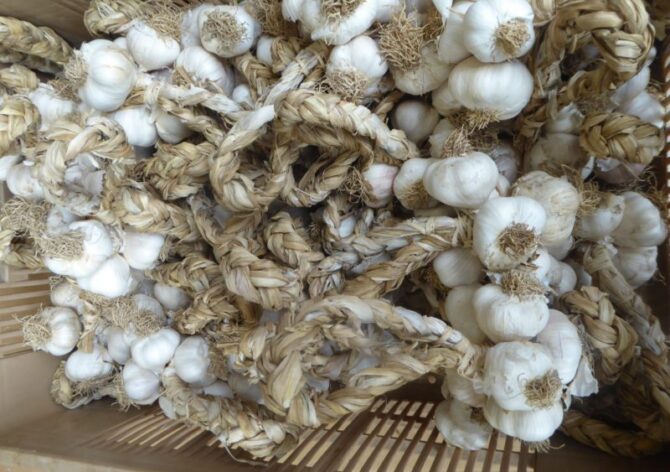 Don’t miss… garlic weaving in Arleux