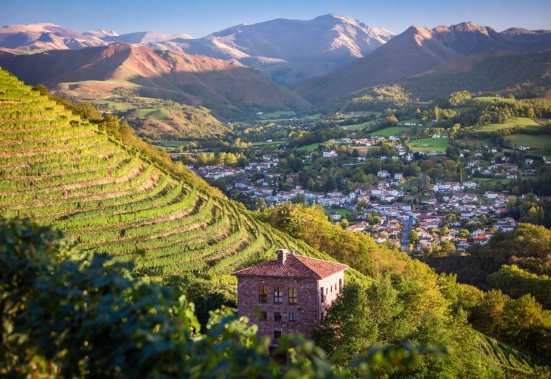 A vineyard located on the steep slopes facing the majestic Pyrénées Mountains