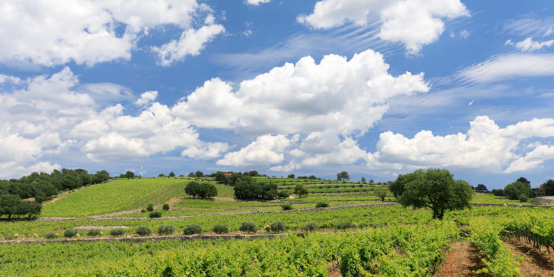 Provence vineyards famous for its wines