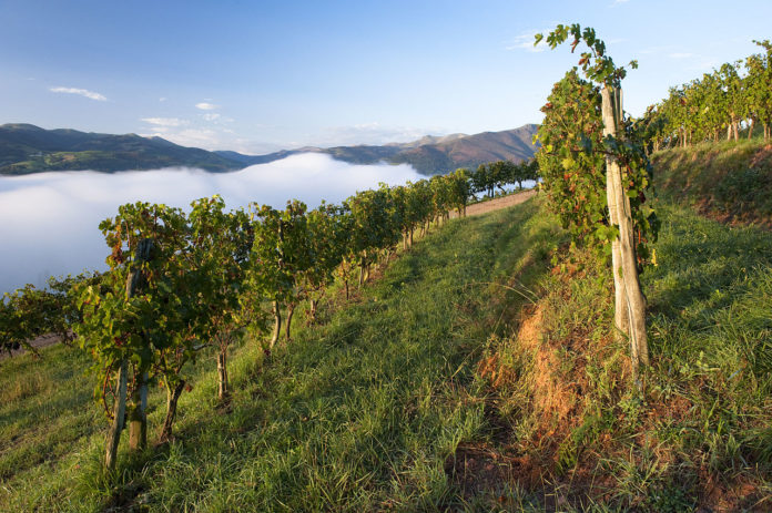 Vineyards in Vignoble