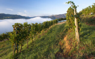 Wine of the month… Irouléguy