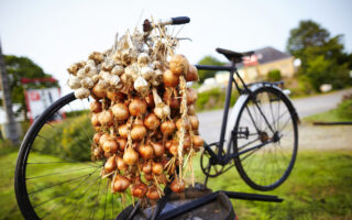 Roscoff: a taste of Pink Onion