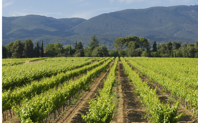 Roséfine rosé is the perfect wine for summer
