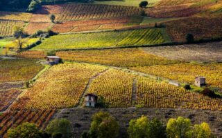 Taste test… Louis Jadot Mâcon Villages