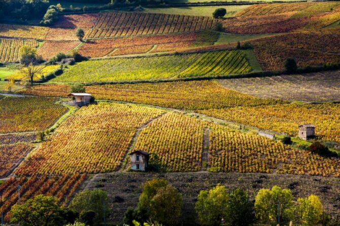 Taste test… Louis Jadot Mâcon Villages