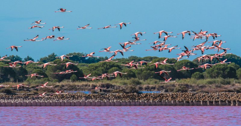 striking sight of the flamingos who gather at the The Camargue in France