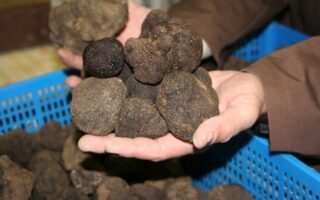 Truffle Proclamation heralds start of Black Périgord season
