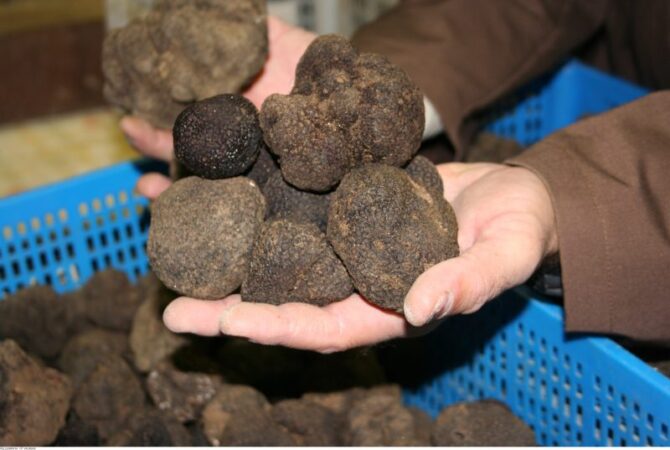 Truffle Proclamation heralds start of Black Périgord season