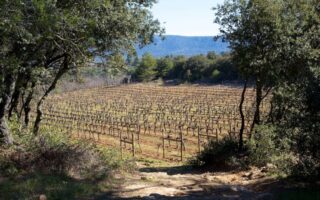 Wine of the month… Château Revelette