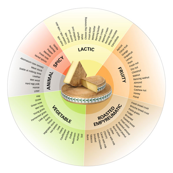 aromatic-wheel