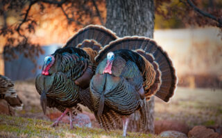 Top 3 turkey fests