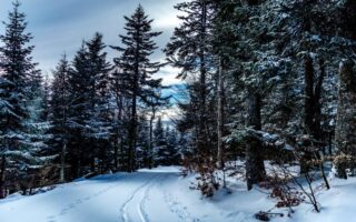 Taste test… fir tree liqueur