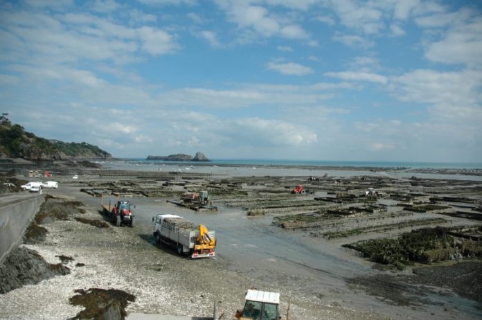 Cancale oysters are stirred by the tides of the Bay of Mont-Saint-Michel