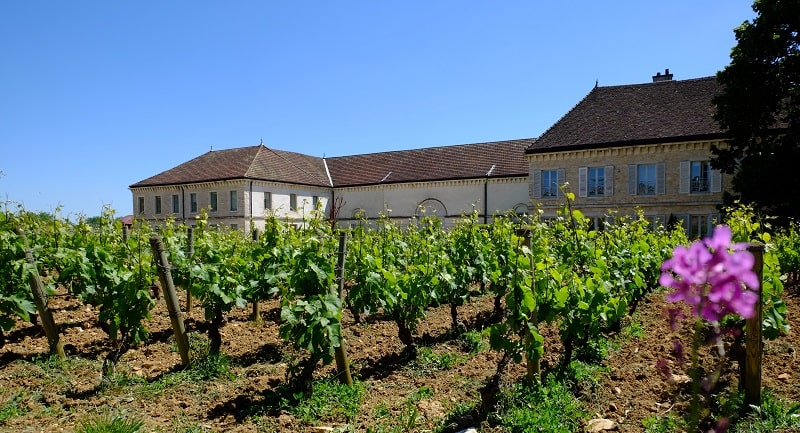 Vineyards in Burgundy