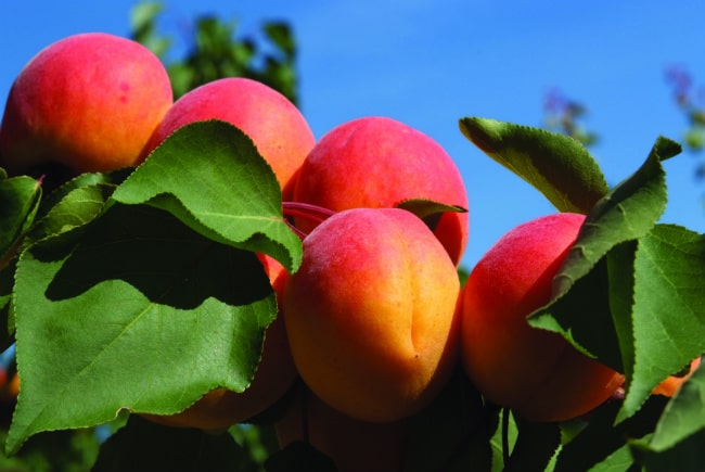 The Languedoc-Roussillon region is acclaimed for fruits like apricots