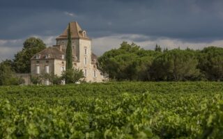 Black truffles experience