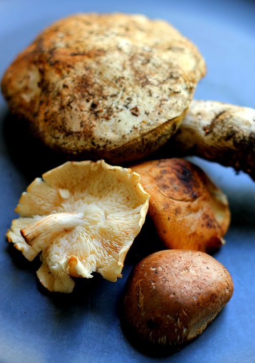 Paris mushrooms 