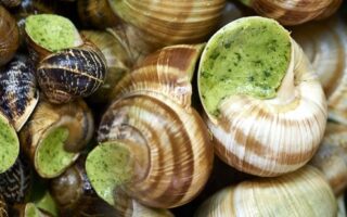 Snails by Mme Aubriet