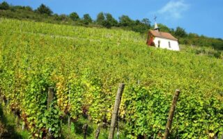 How a London hairdresser became an award-winning winemaker in France