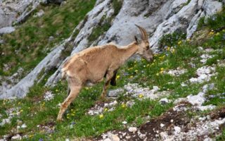 Cheesewire… Chevrotin des Aravis