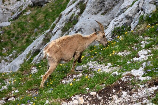 Cheesewire… Chevrotin des Aravis