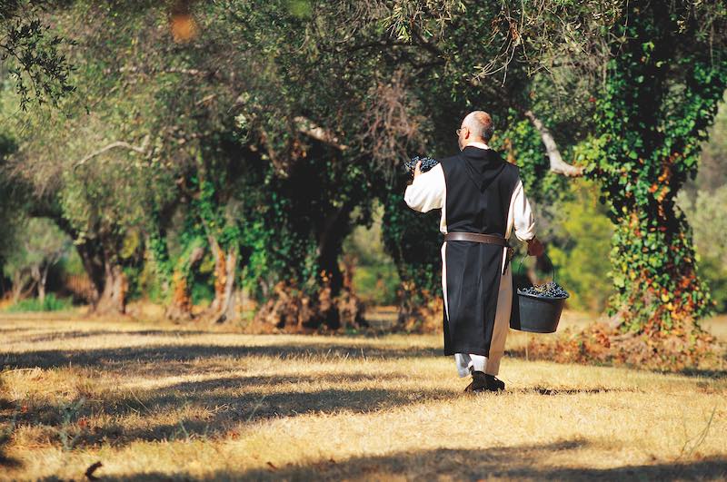 A monk in the vineyards