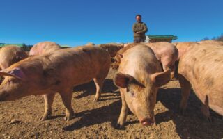 Stress-free pigs: All about Porc du Ventoux