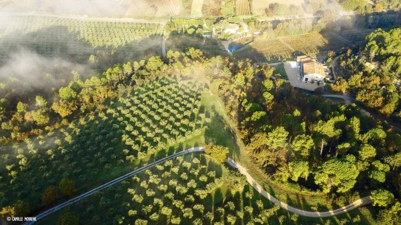 Olive oil vineyard