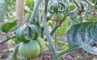 10 things you didn’t know about tomatoes
