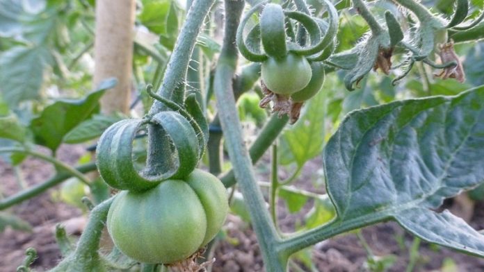 French green tomatoes on the vine