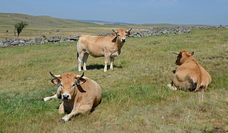 Aubrac cattles