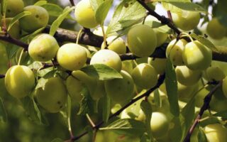 Eat seasonally: what to buy in France in August