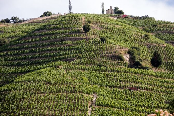 Terroir… what is it exactly?
