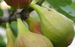 Eat seasonally: Foods in season in France in September
