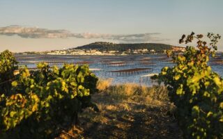 Taste test: Ormarine’s Conchilya Picpoul de Pinet