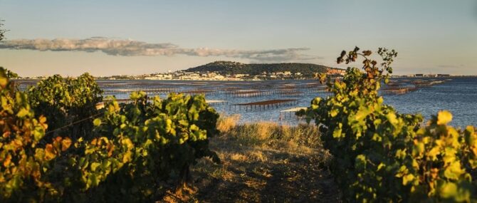 Taste test: Ormarine’s Conchilya Picpoul de Pinet