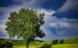 Armagnac: an age-old tradition that moves with the times